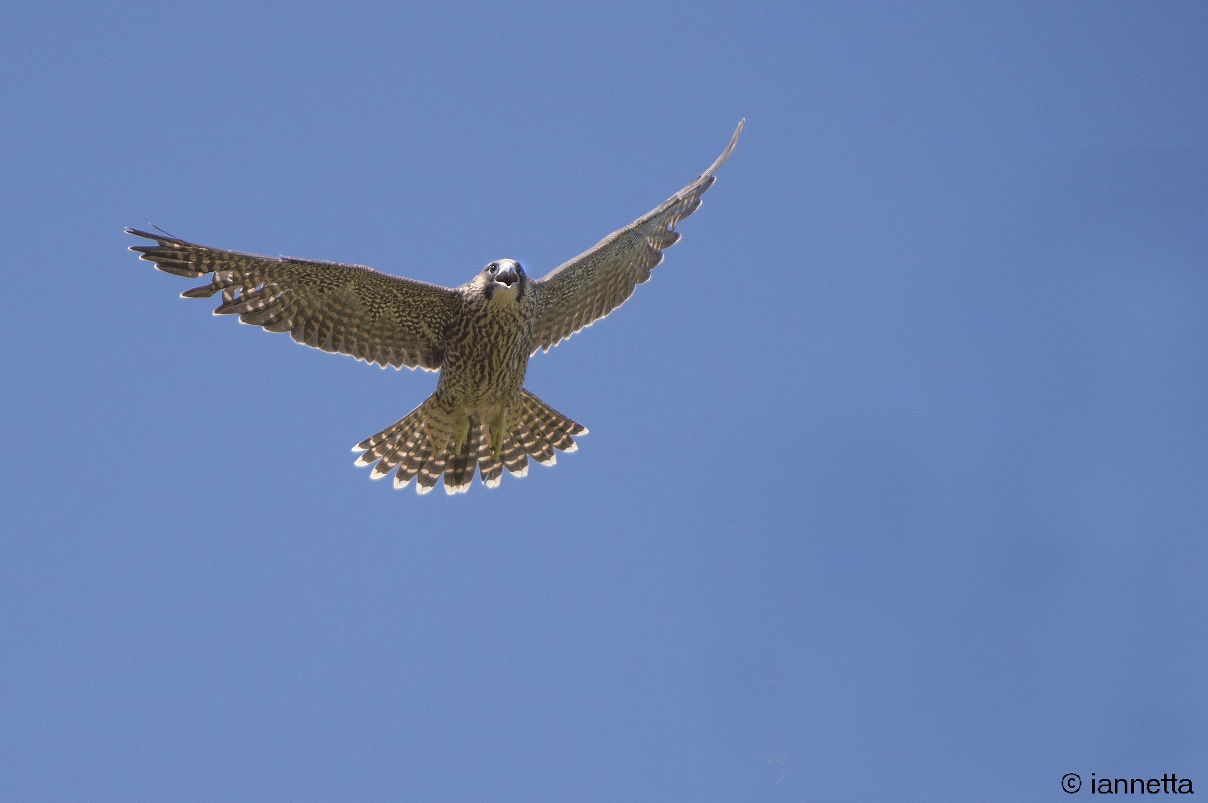 il grido del falco pellegrino