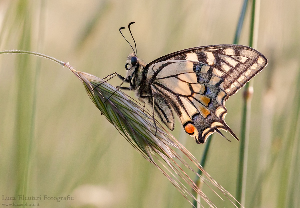 Papilio Machaon