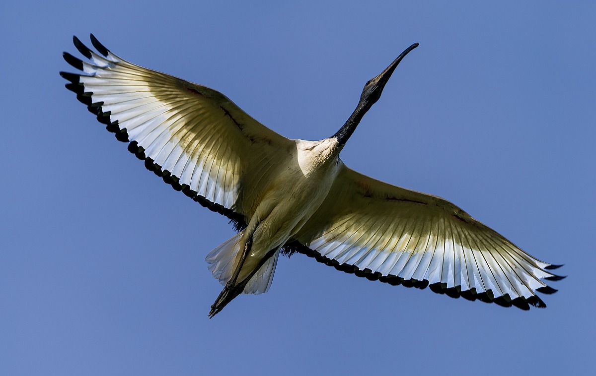 sacred ibis