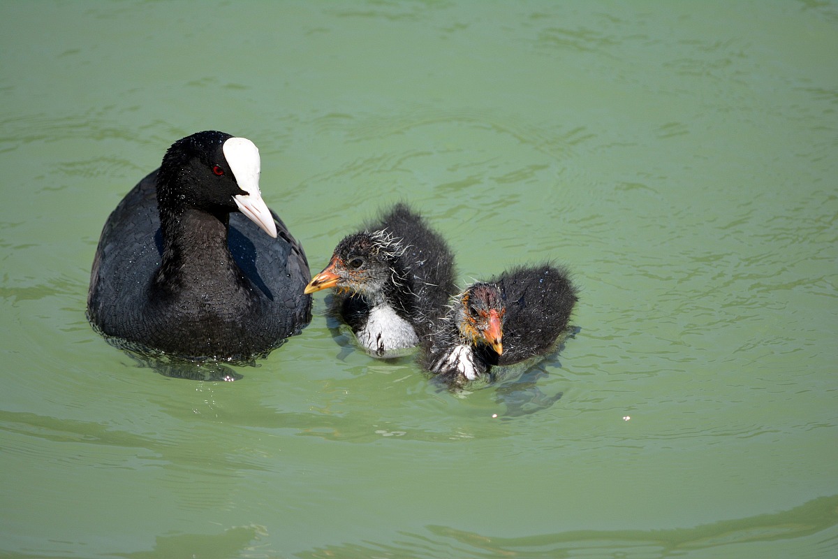 Coot with chicks