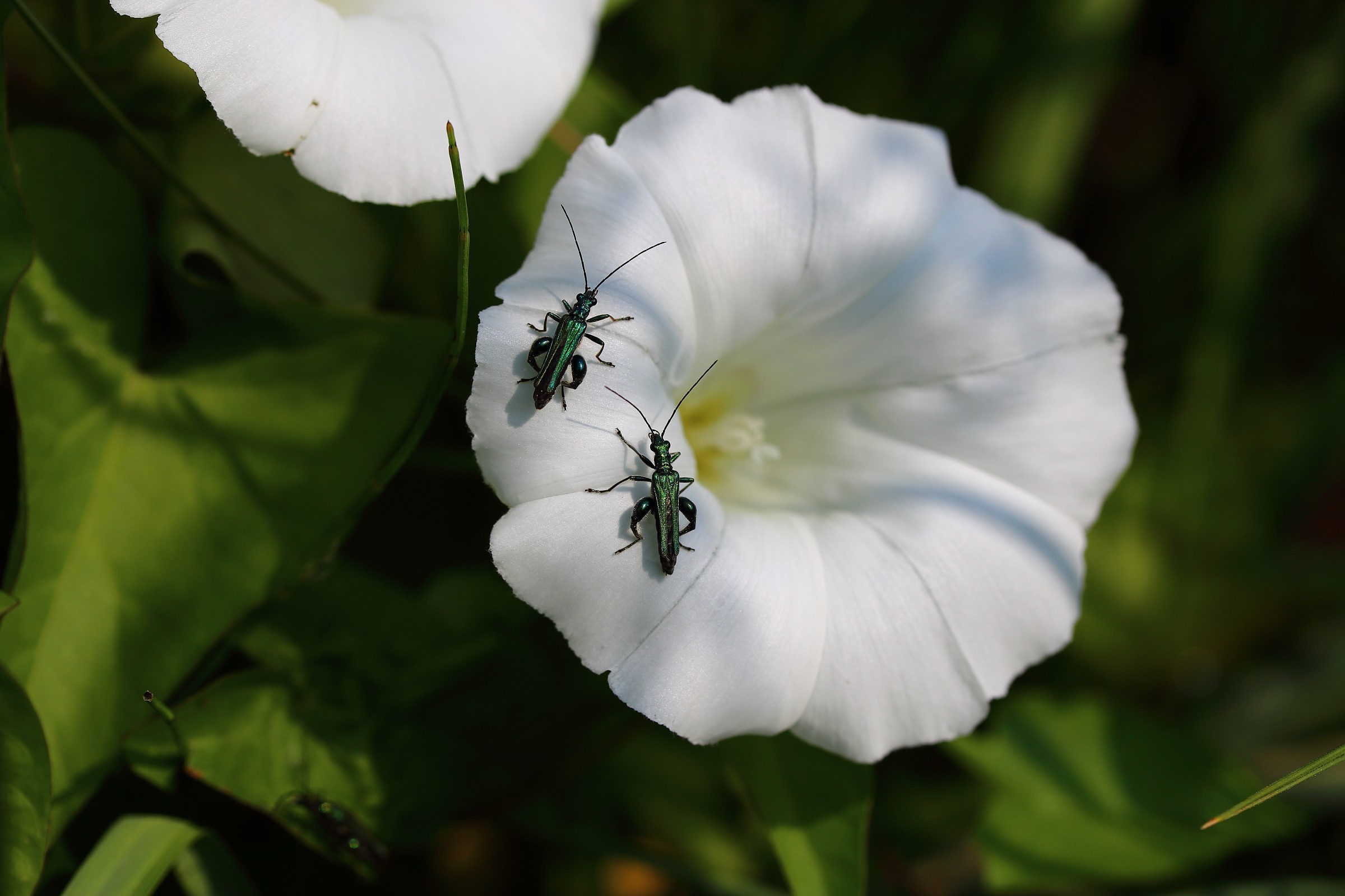 campanula abitata