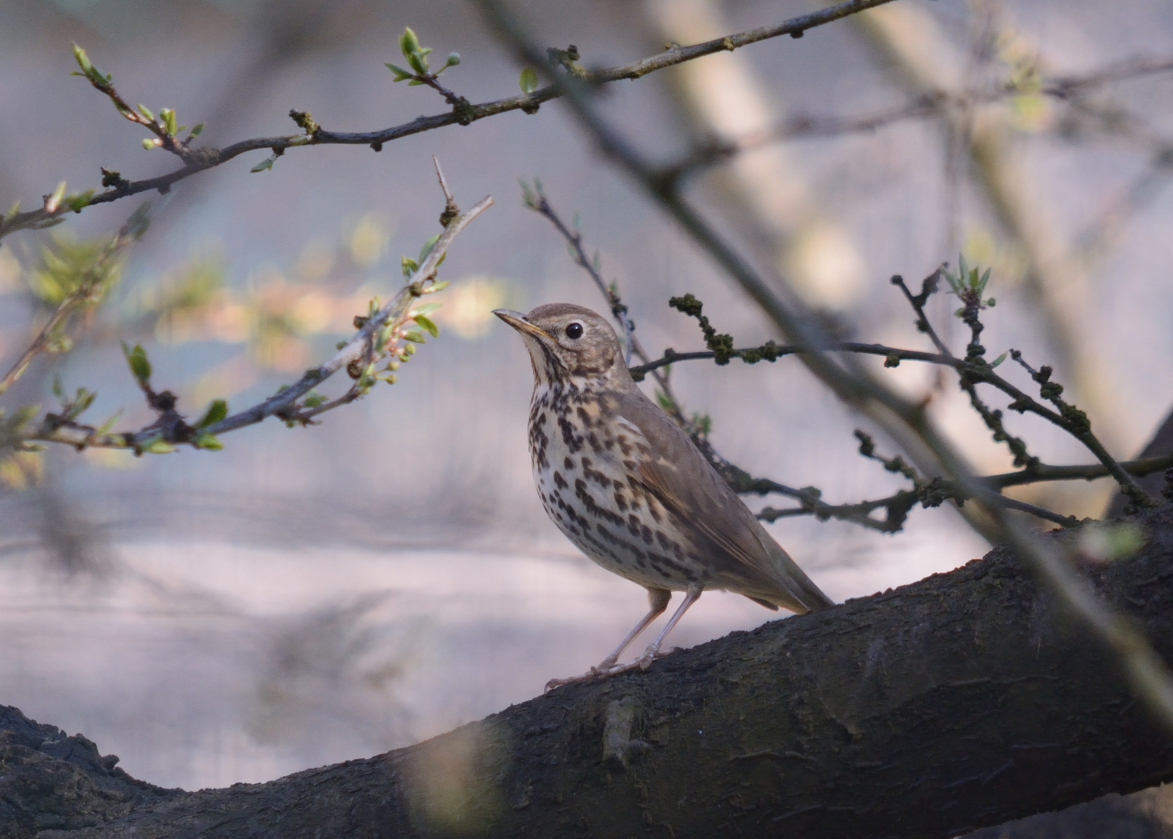 song thrush