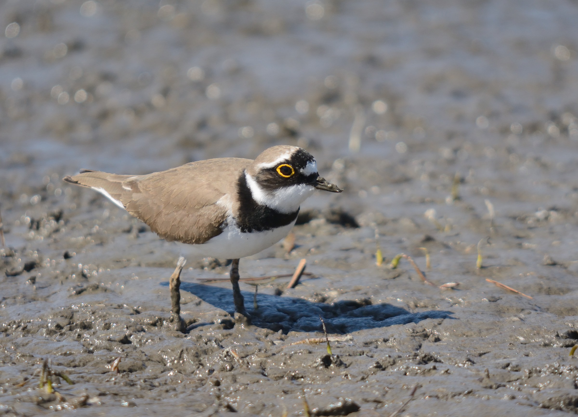 little ringed plover