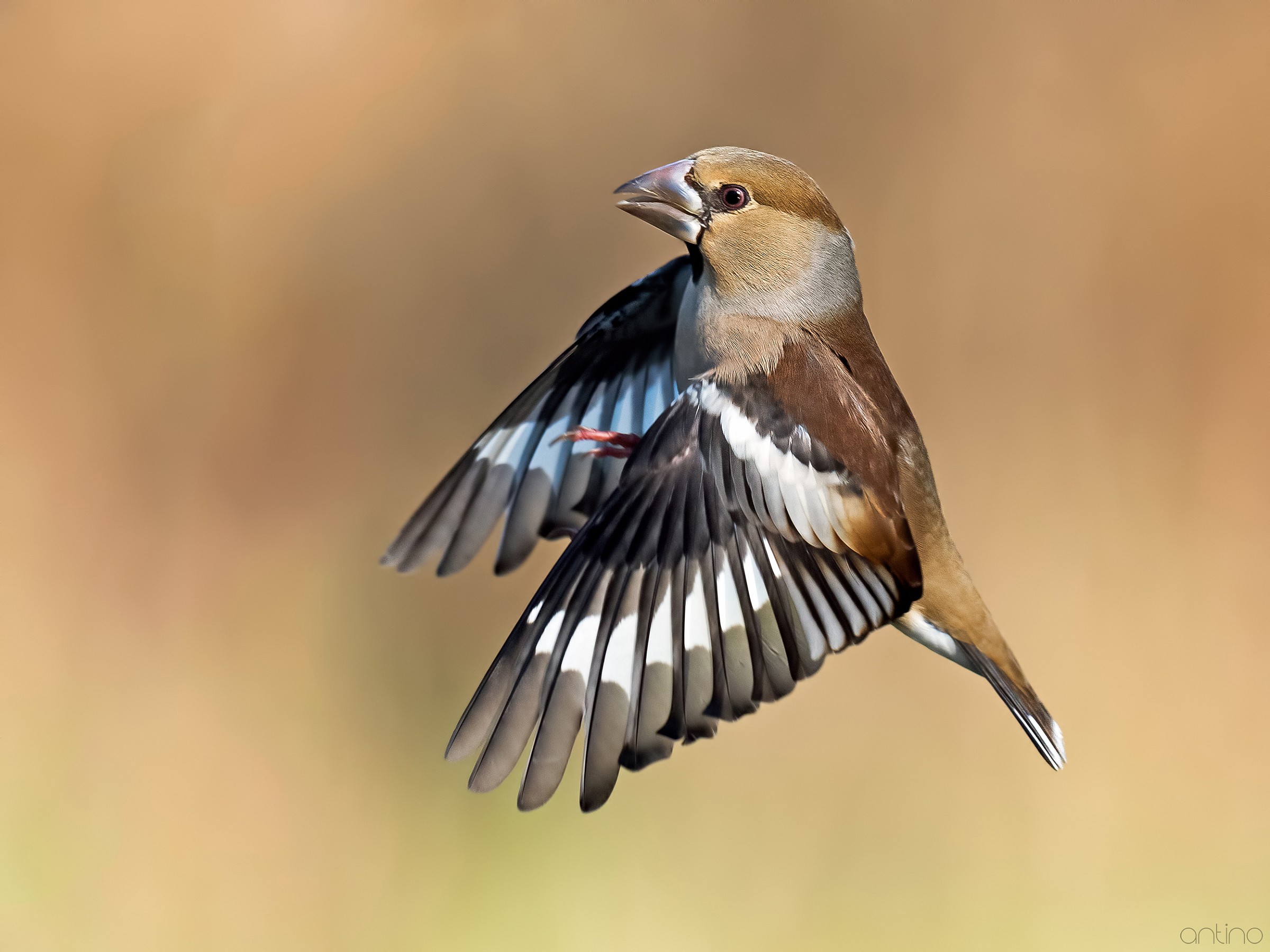 Grosbeak