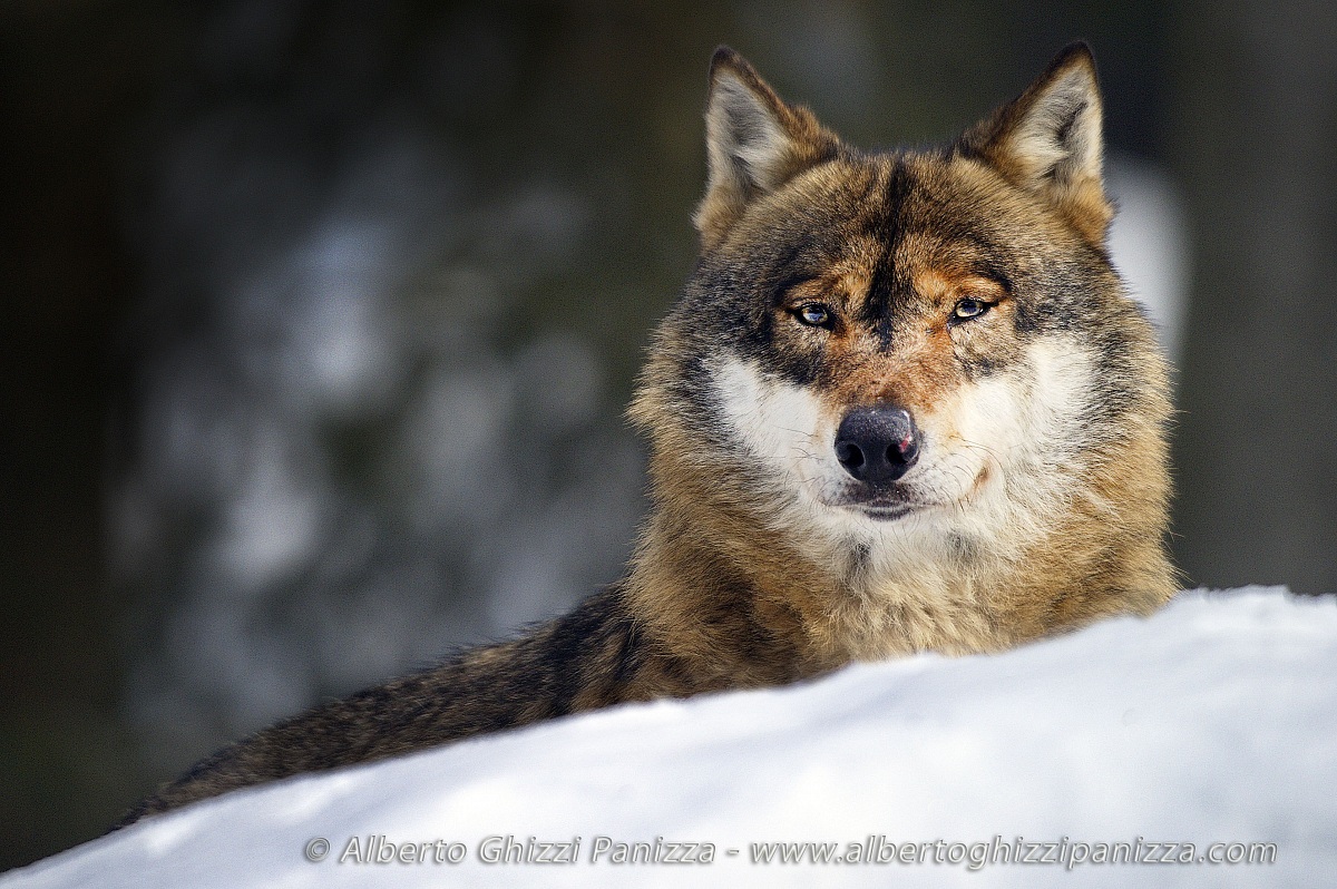 Lo sguardo del Lupo