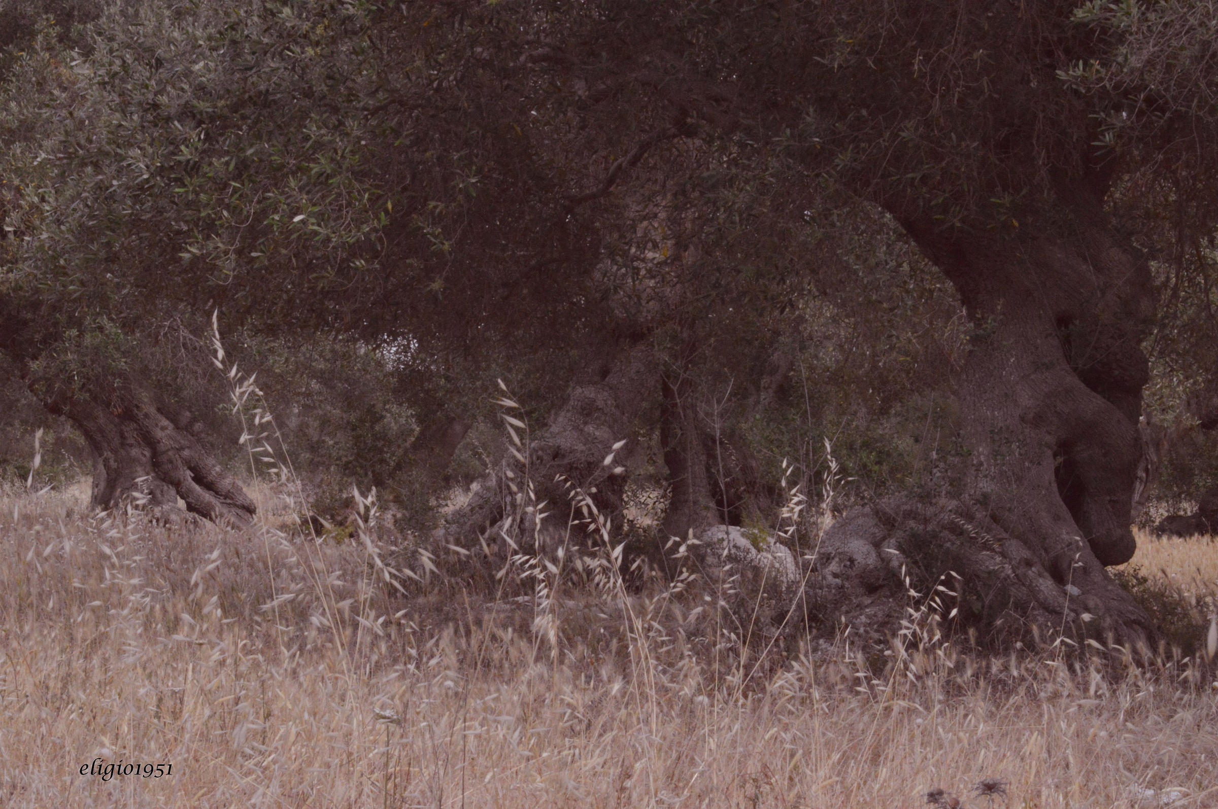 contorsioni nell'ombra