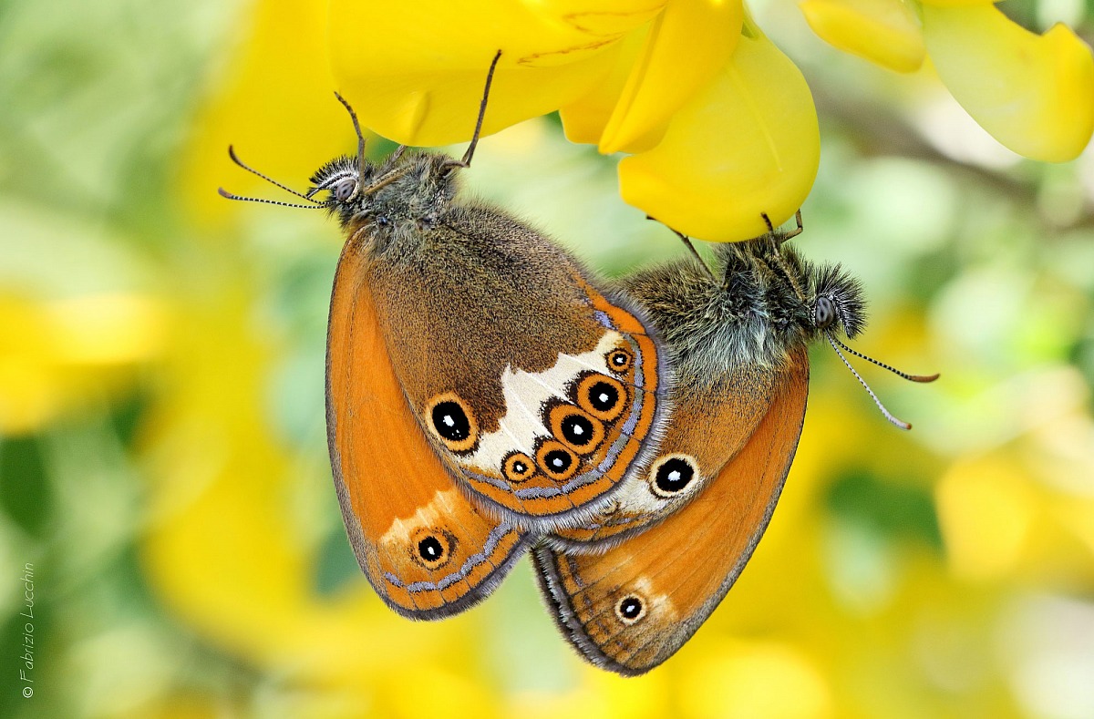 Coenonympha arcania coupling