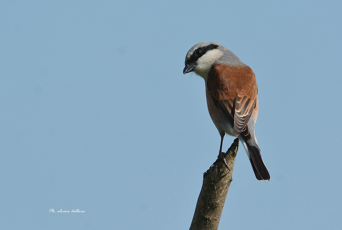 averla piccola maschio attratto dal clic