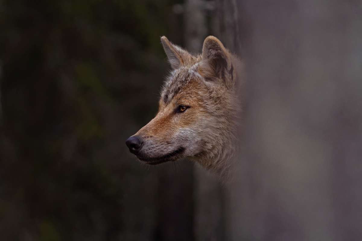 A wolf to 'sudden .....