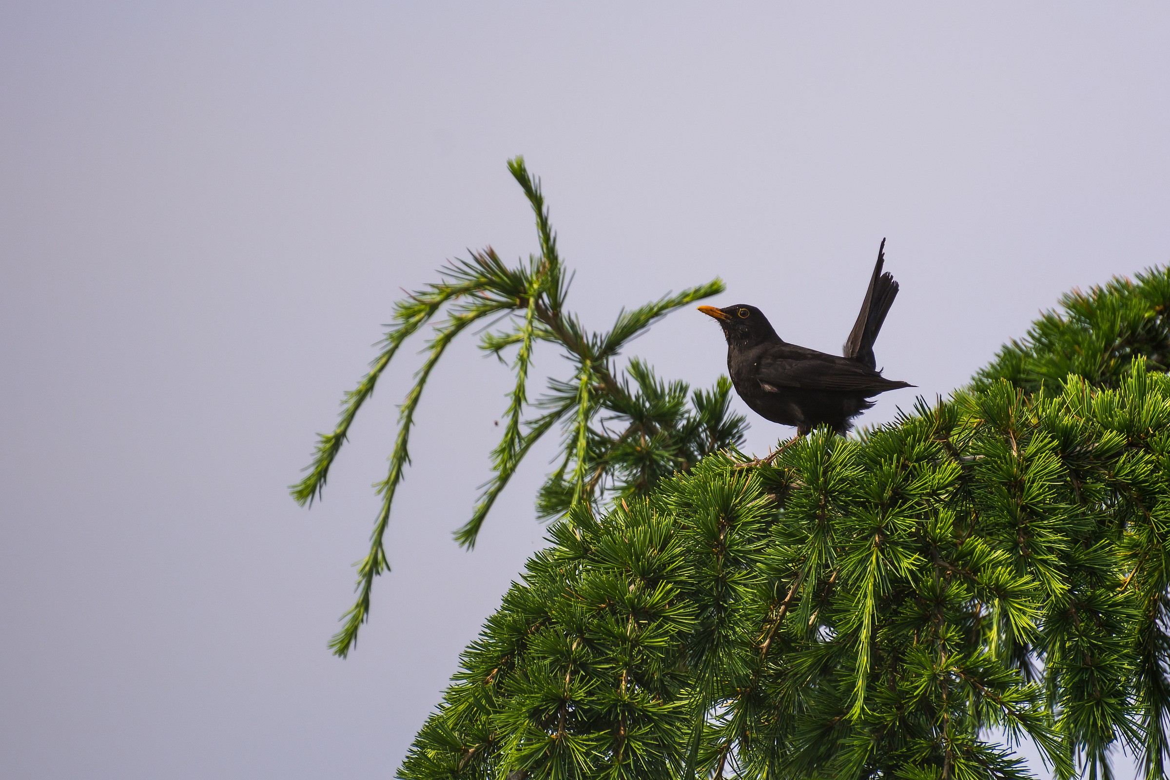 il merlo si pavoneggia
