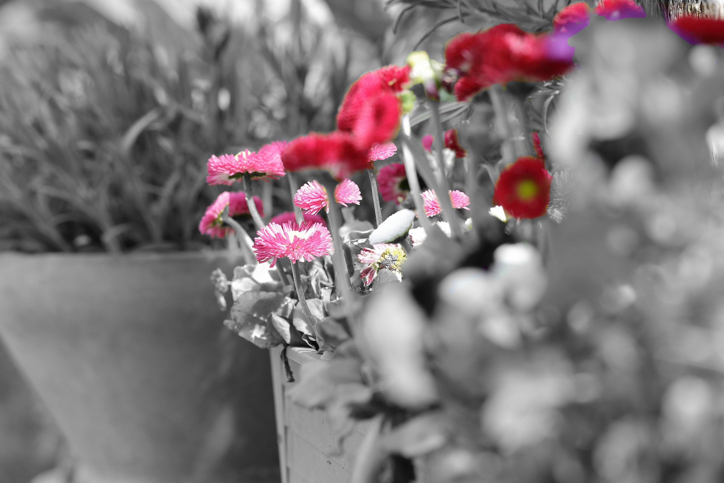 ...B&W...Mask...erato...