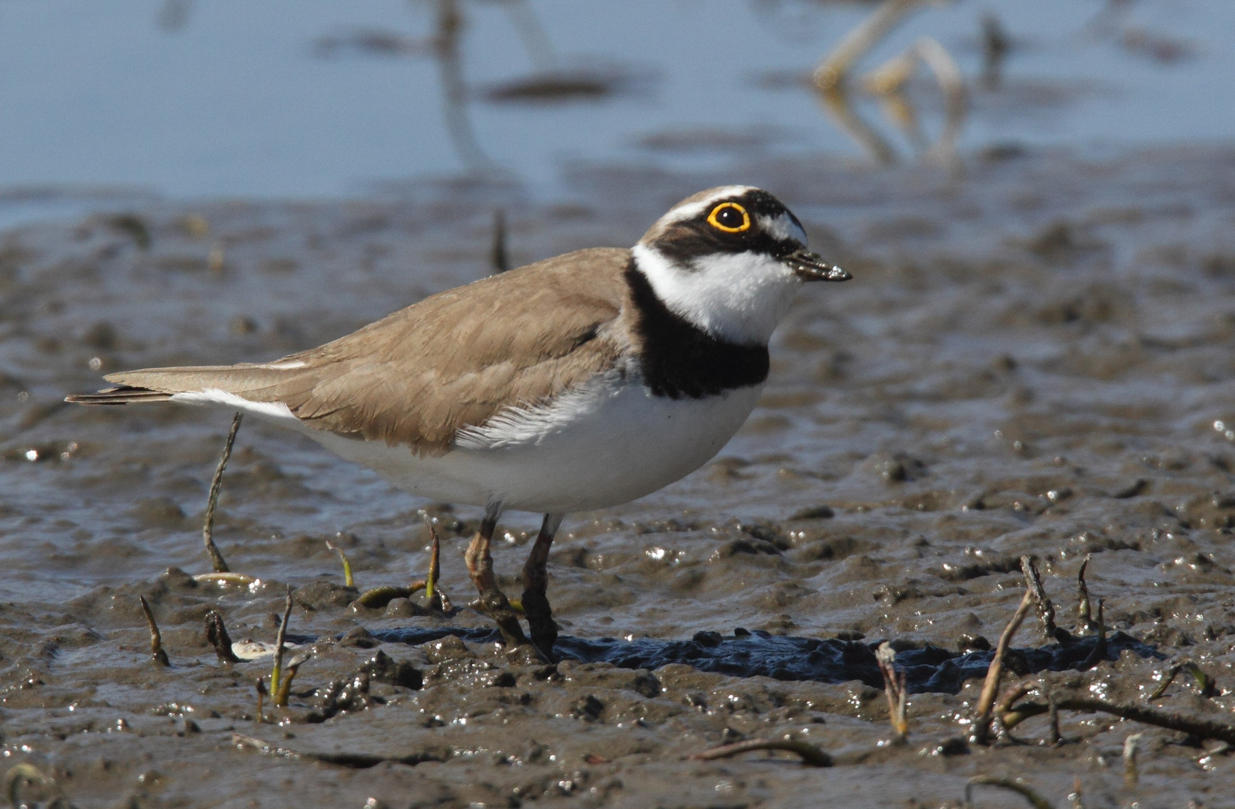 Little Ringed Plover