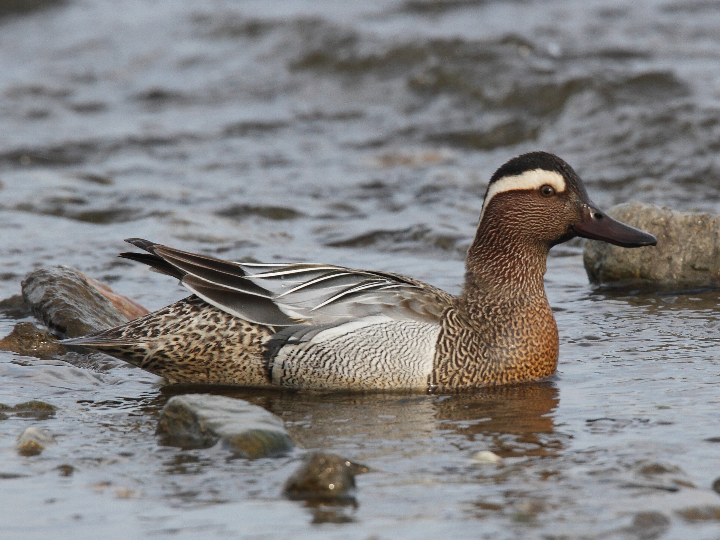 Garganey
