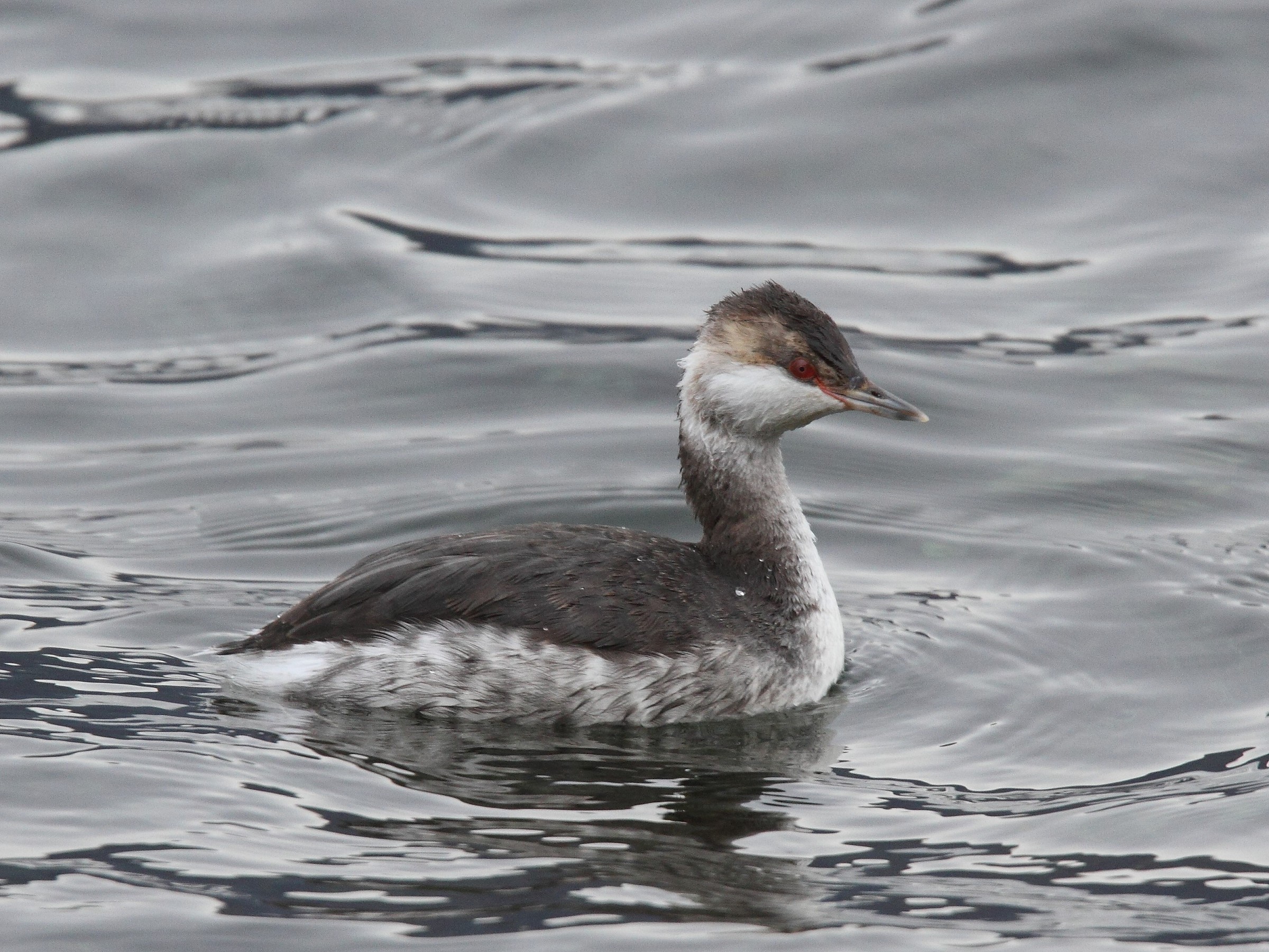 horned grebe