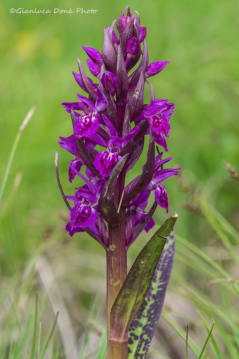 Dactylorhiza majalis var. alpestris (Pugsley) Wucherpf.