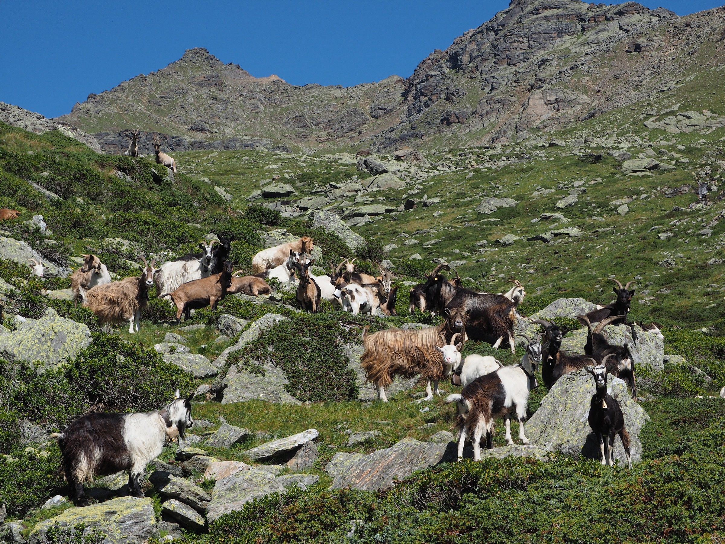 capre in val d'Ultimo