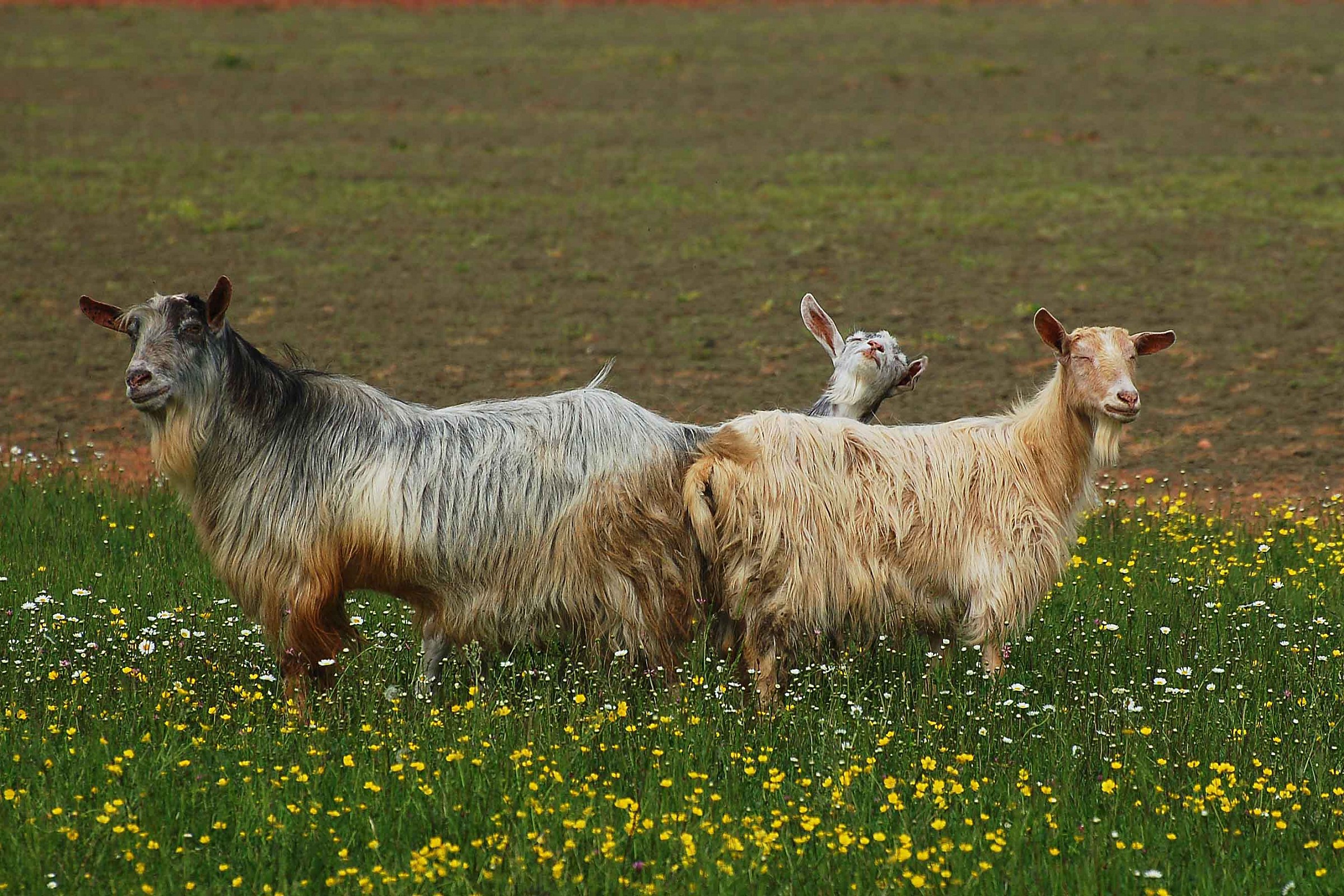 cheerful goats