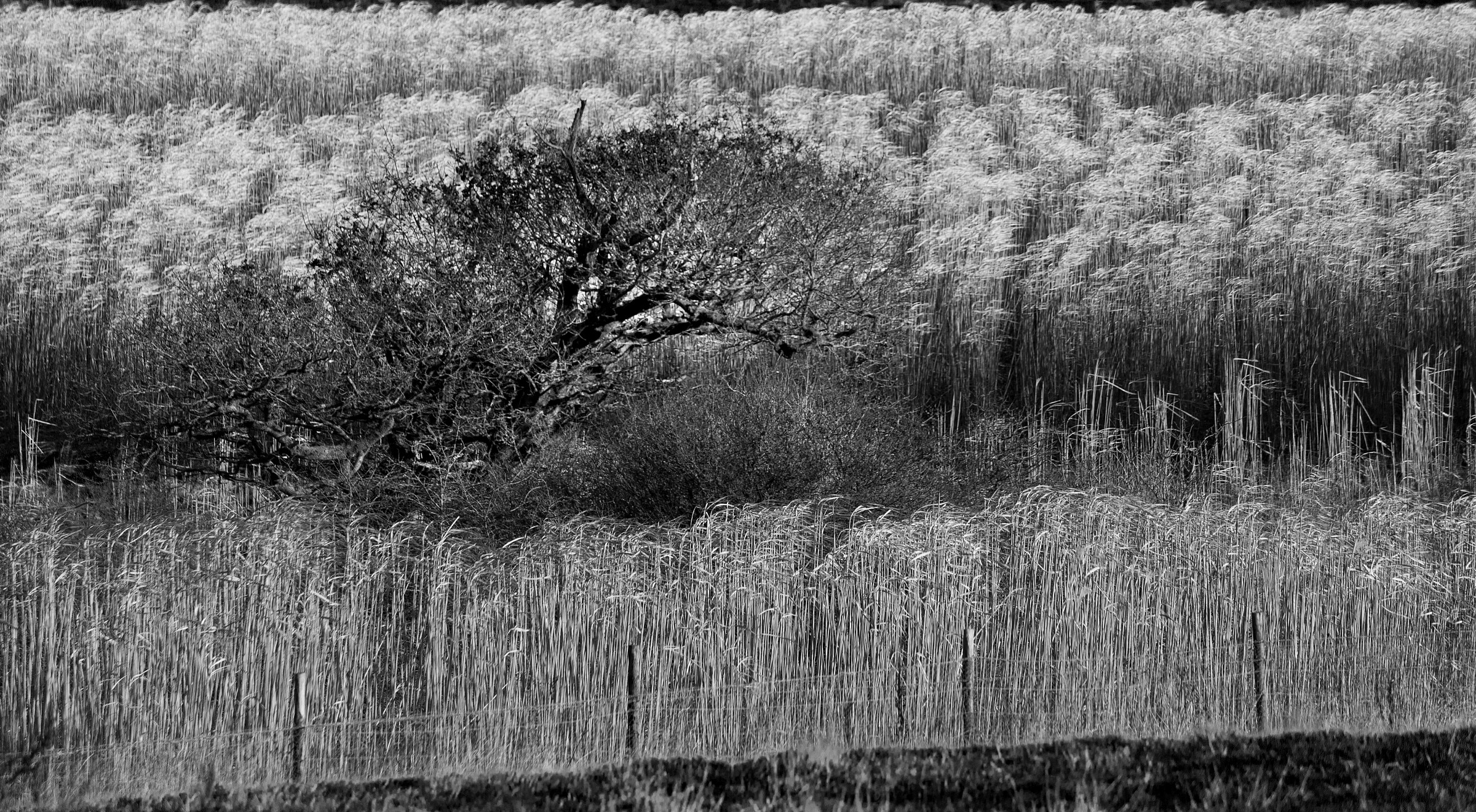Windswept Tree in Grasses