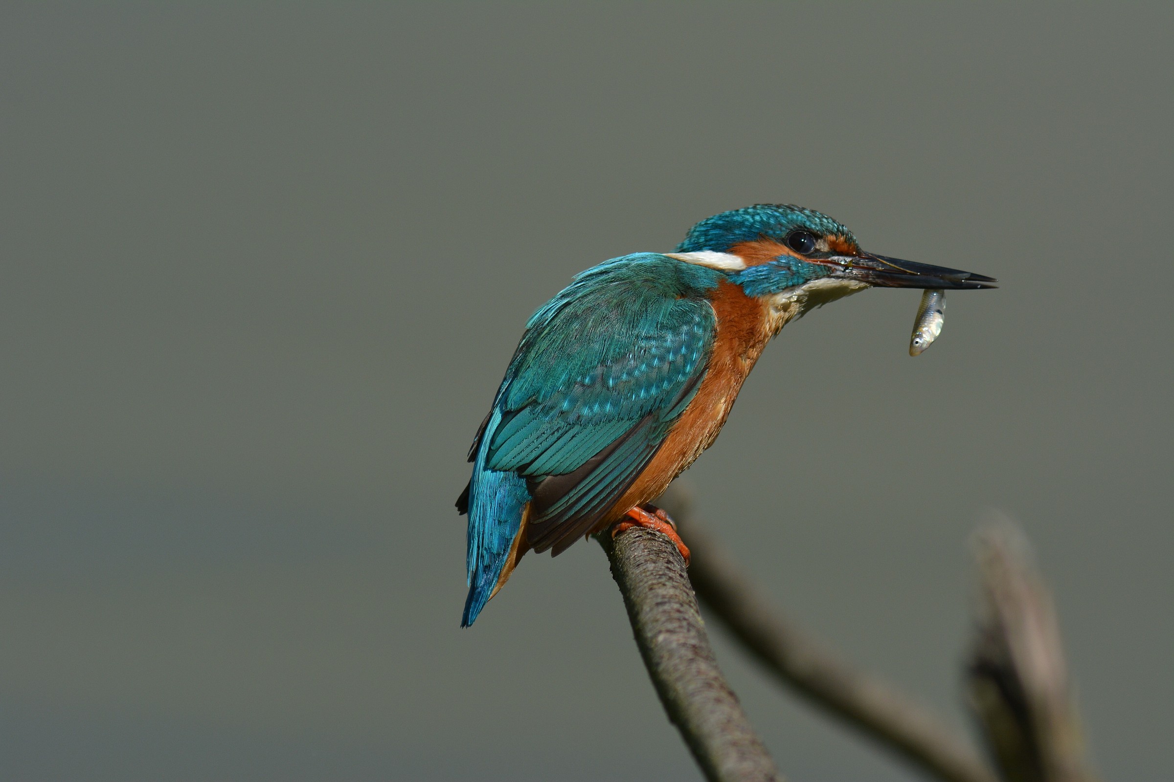 Martino with ..pesciolino ...