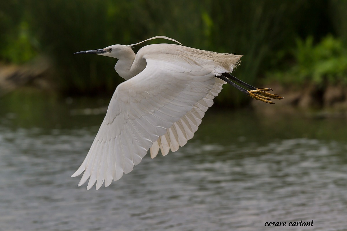 egret park of the plain of Sesto Fiorentino