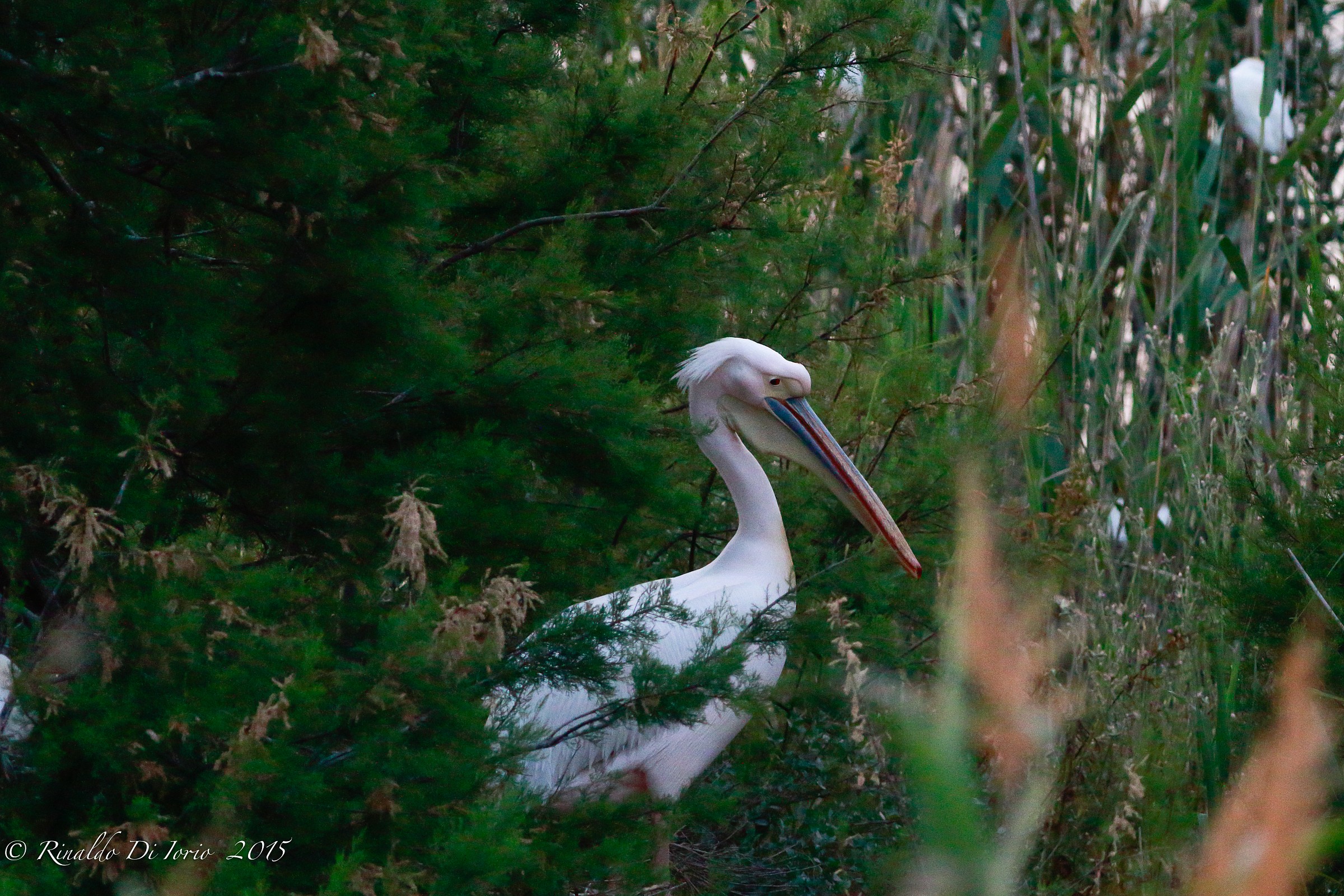 Pelican in retreat evening among the vegetation.