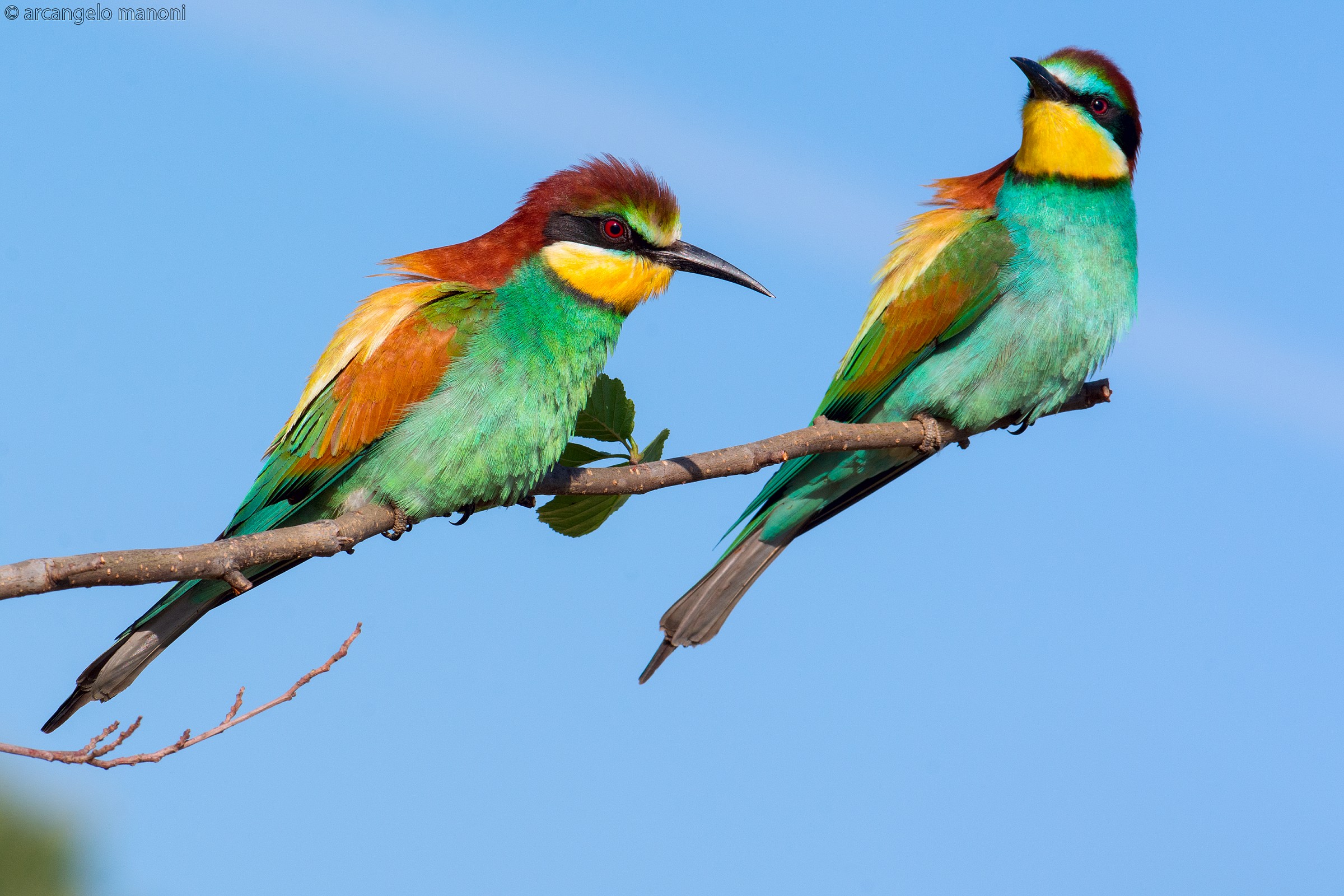 Pair of bee-eaters