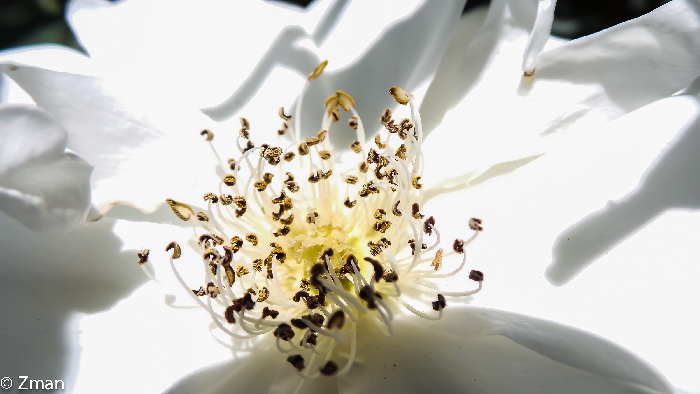 Il cuore di una Rosa Bianca