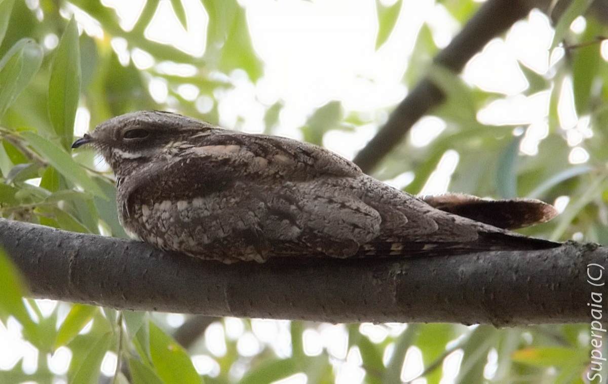 Nightjar