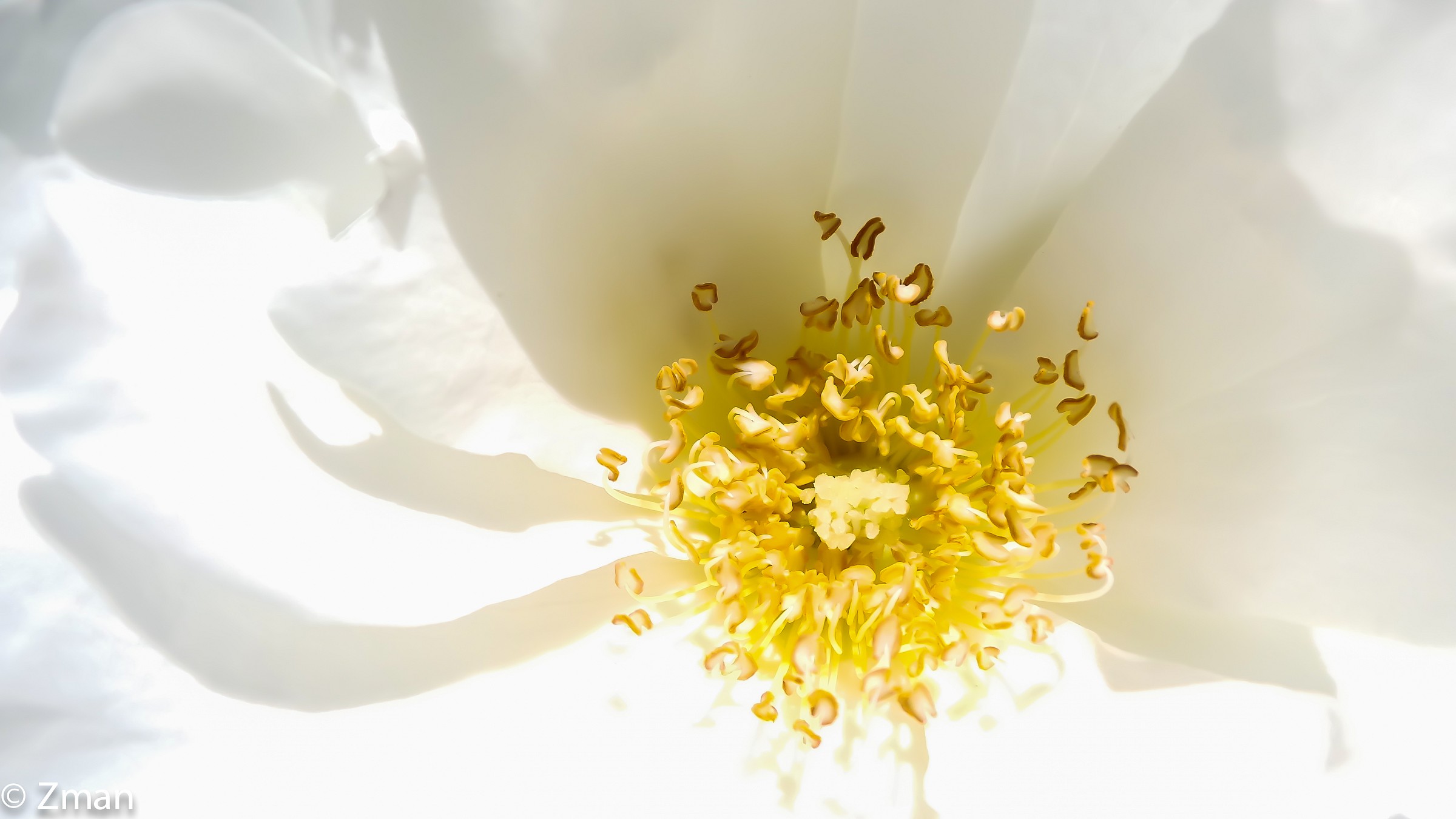 Il cuore di una Rosa Bianca