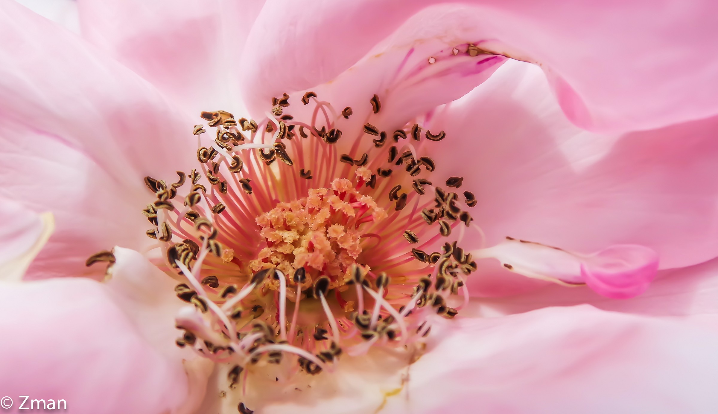 Il cuore di una rosa rosa