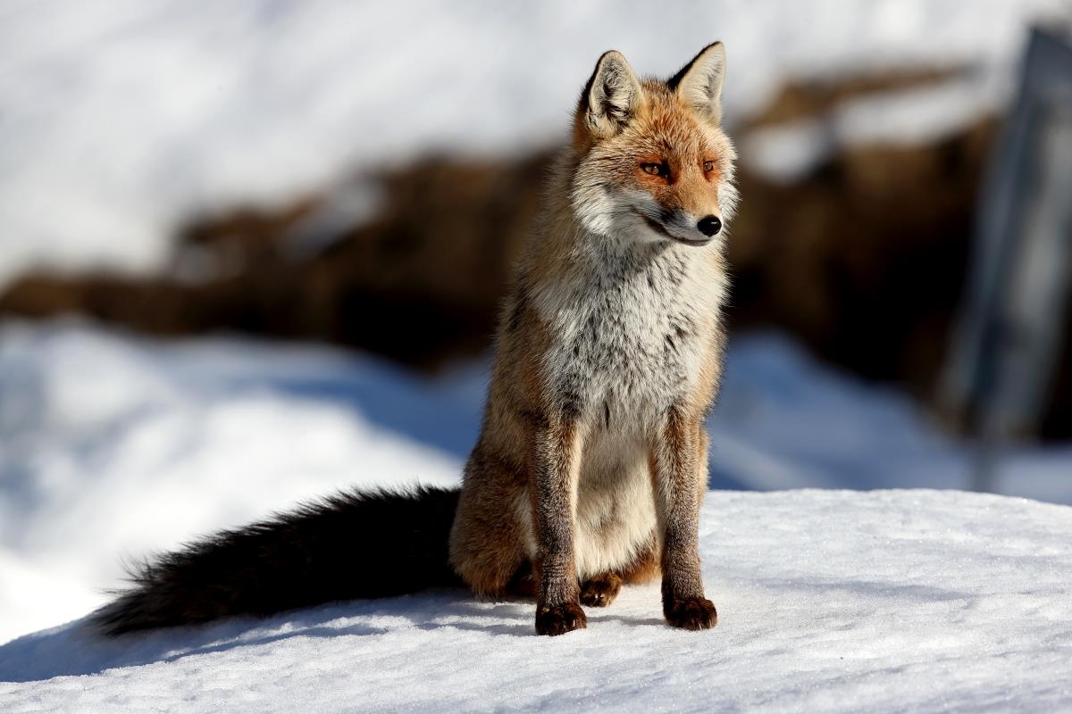 Red fox