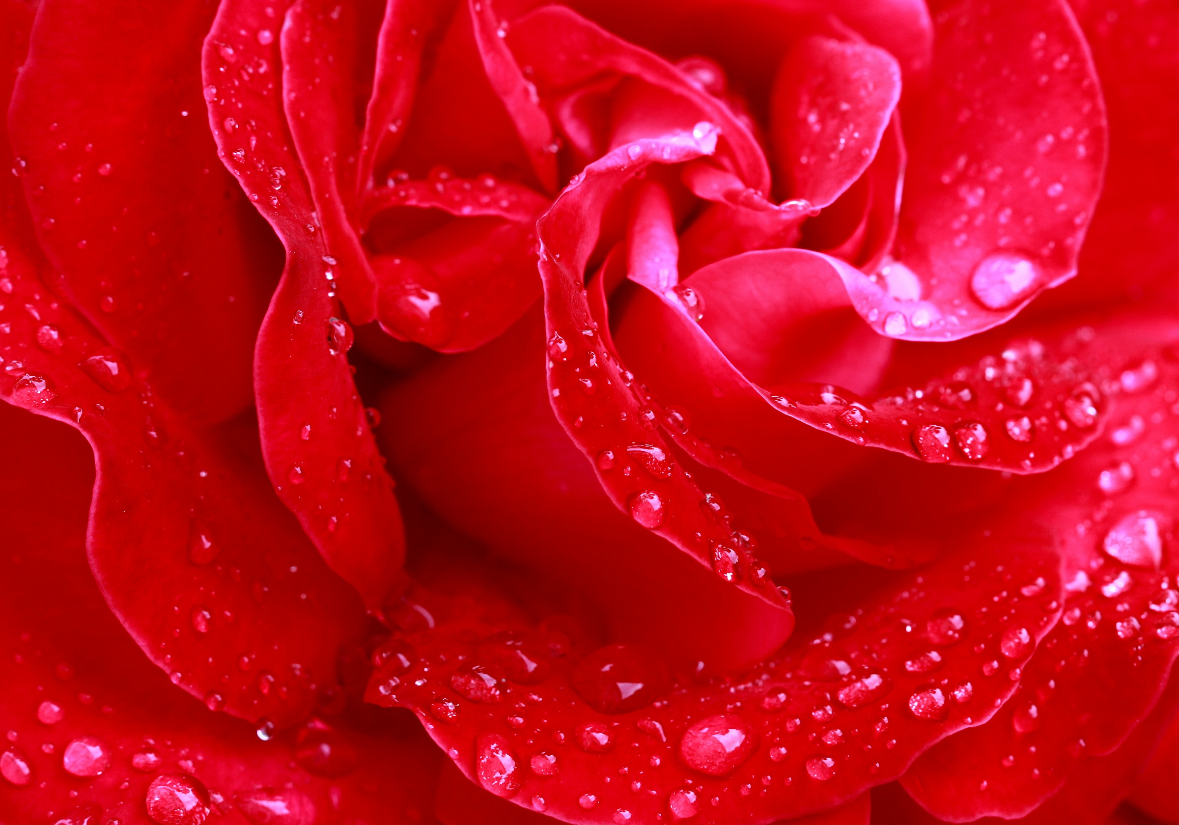 Perle d'acqua per una rossa