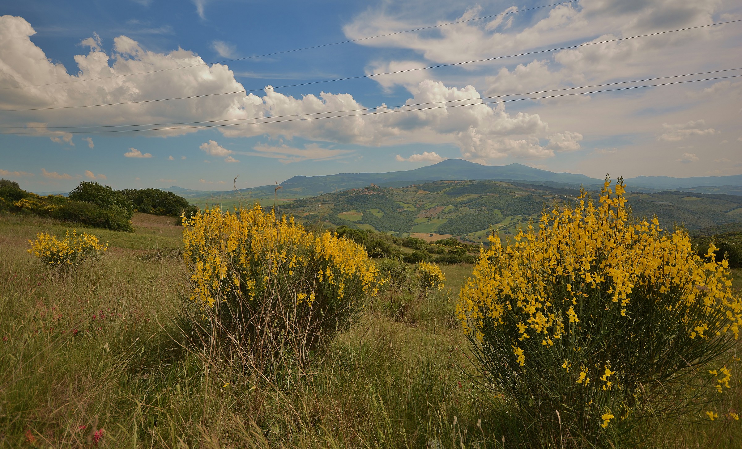 Looking at the colors of the broom