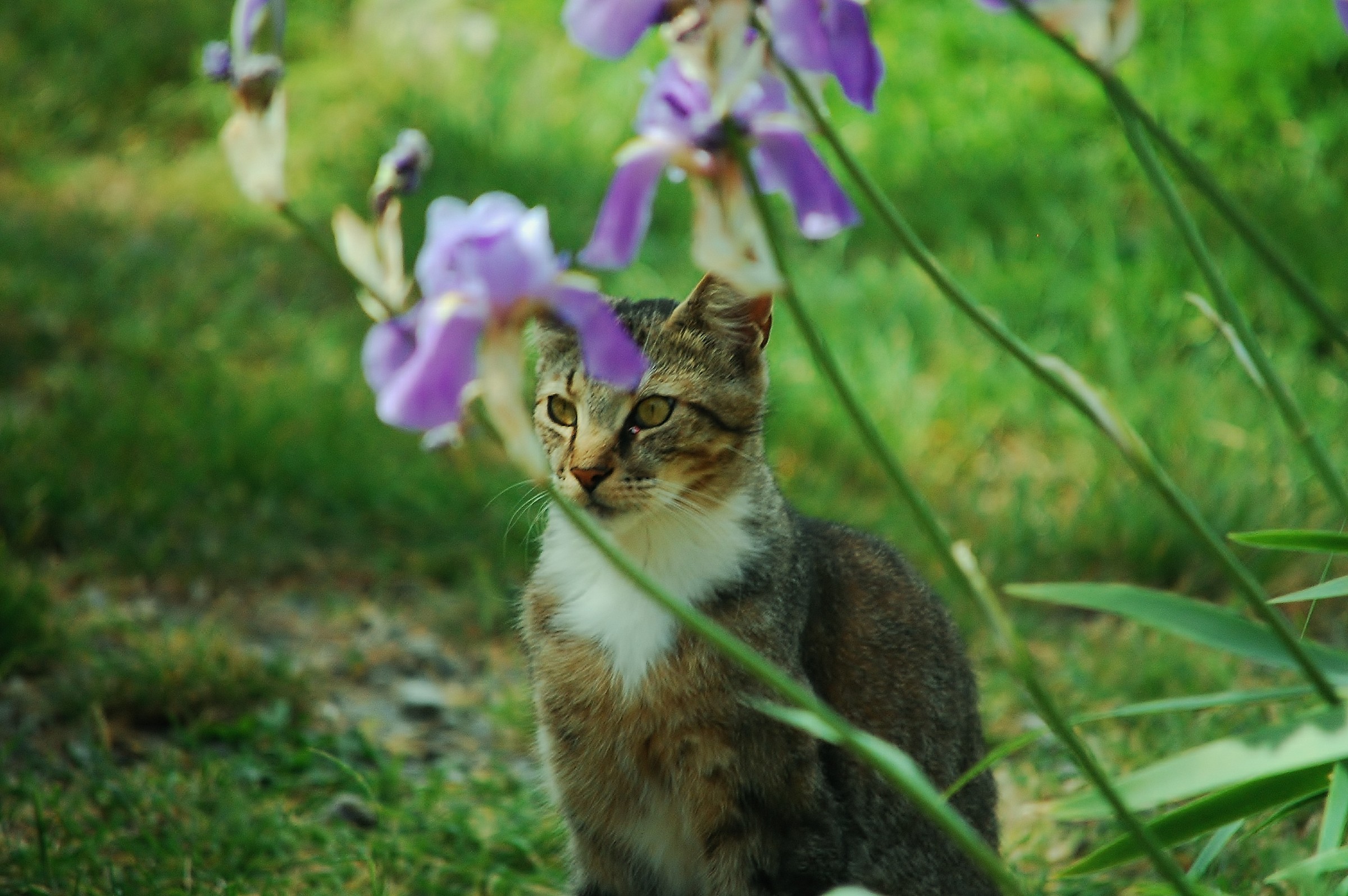 Una cornice di fiori