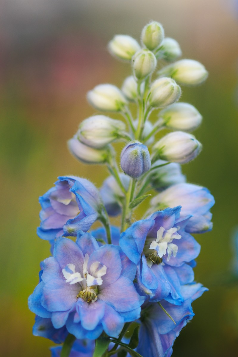 Delphinium