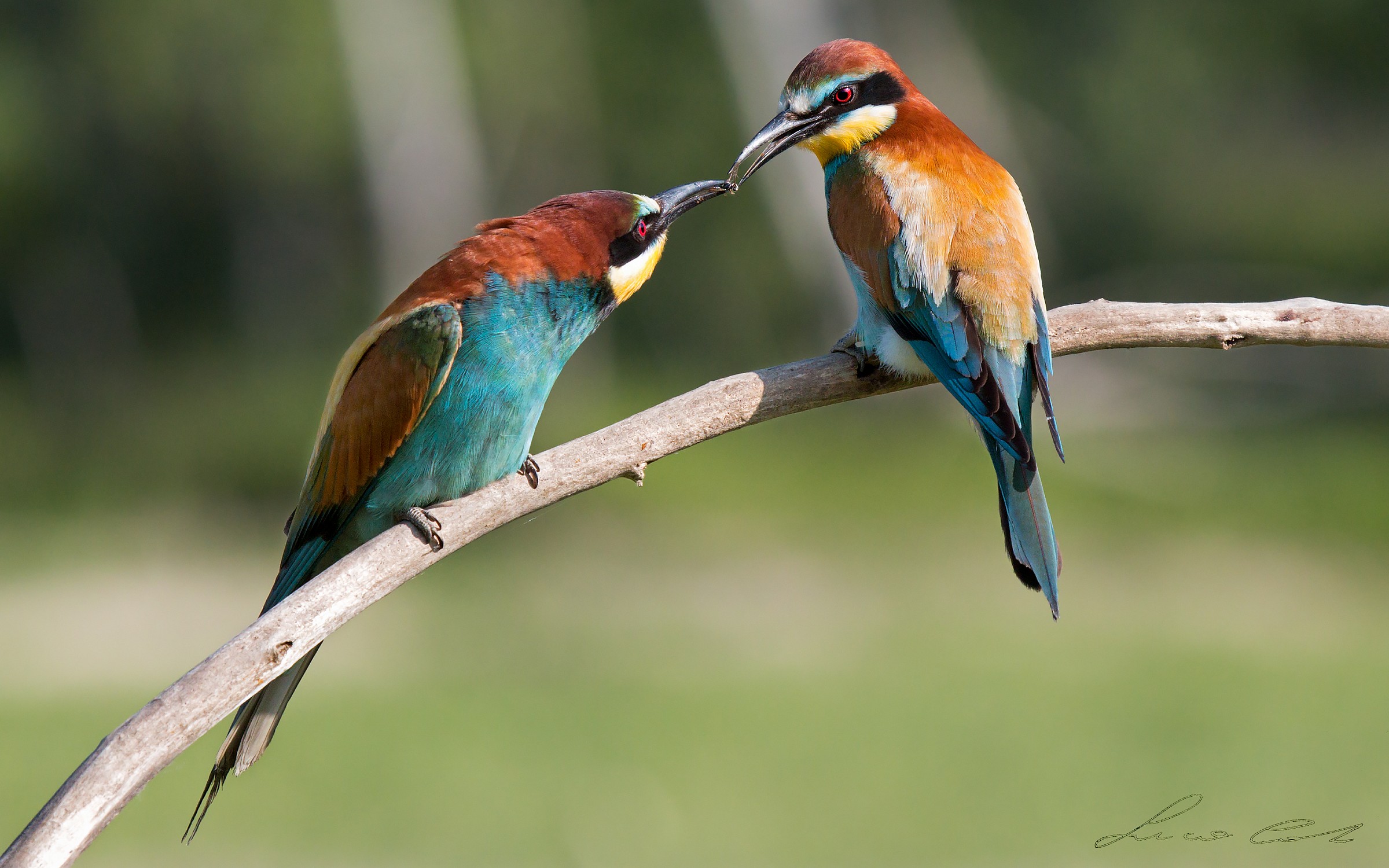Bee-eaters