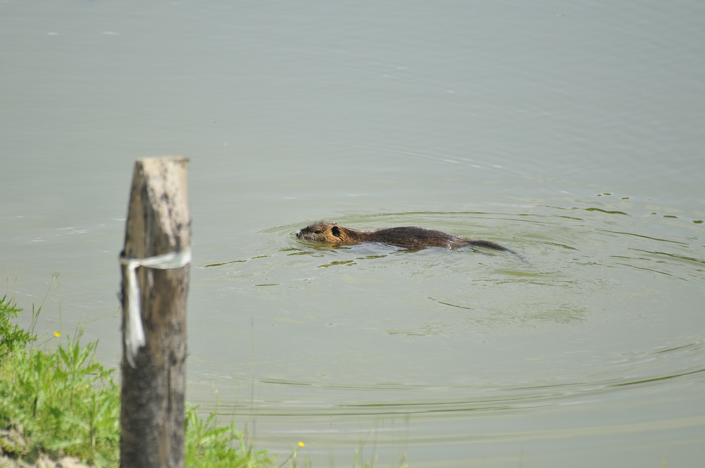 nutria