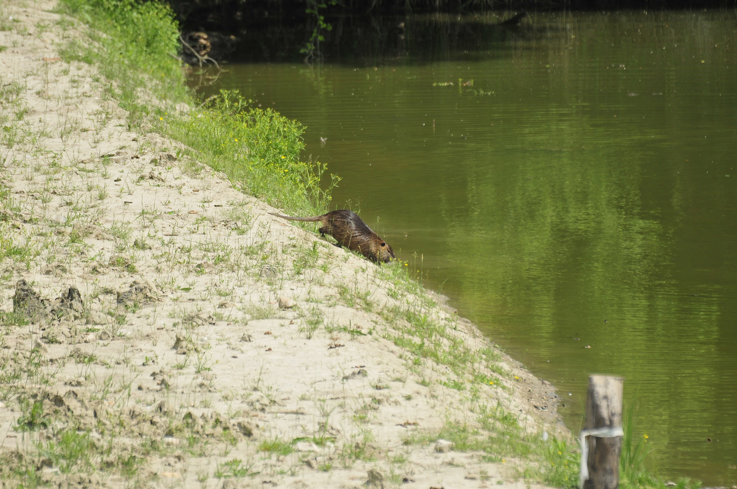 nutria