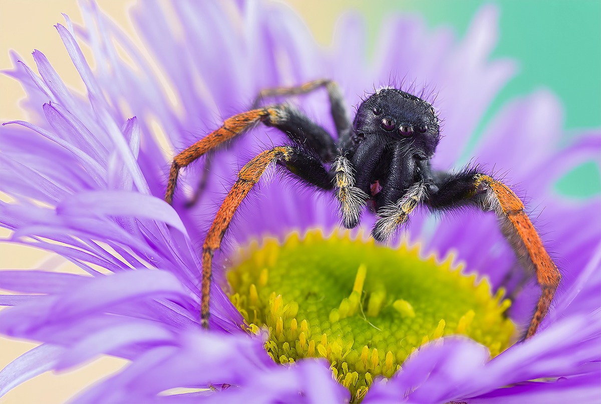 philaeus chrysops male