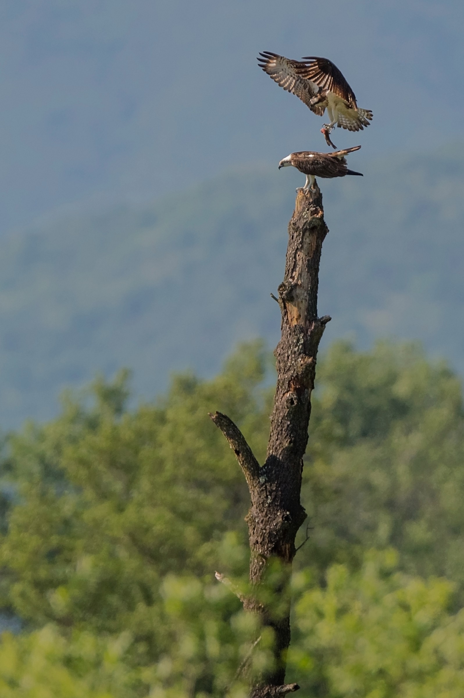 Frenaaaaaaaaaaa !!!!!!!!!!!!!!!!!!!!!!!!!