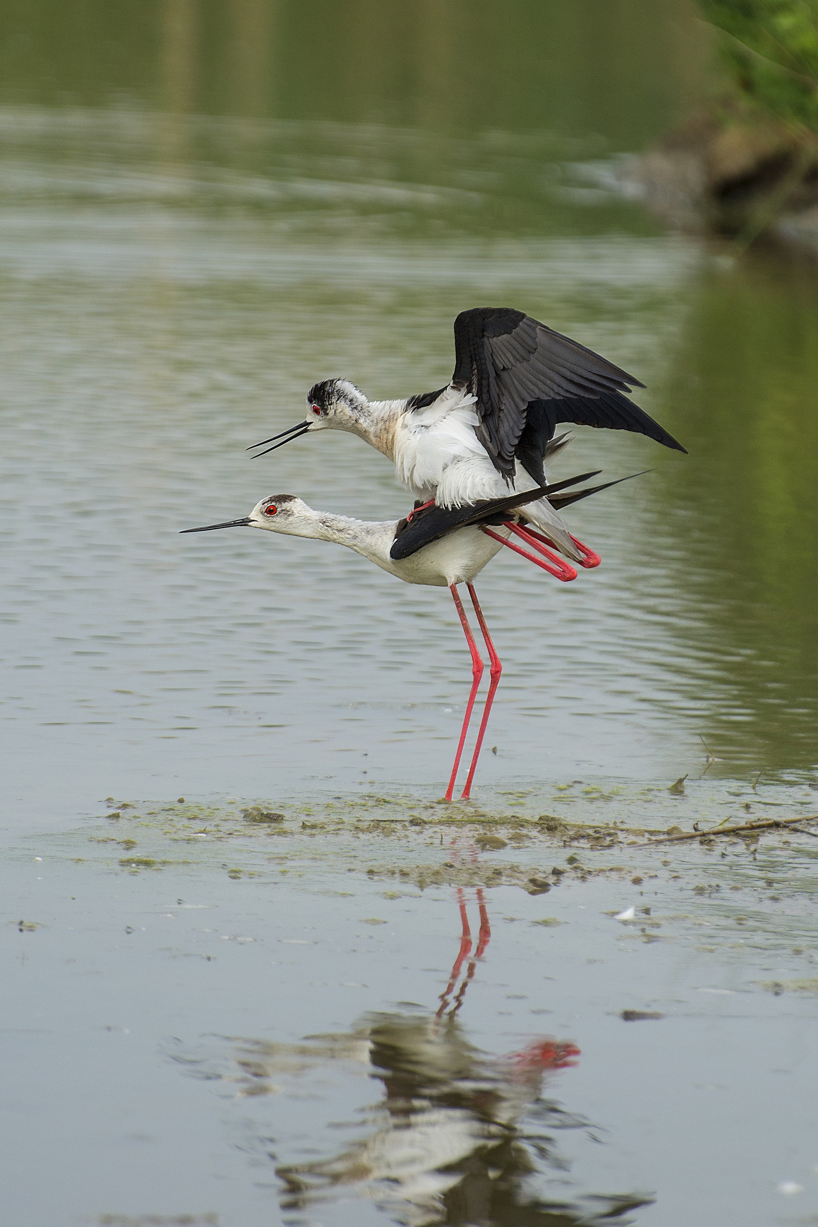L'ormone del Cavaliere