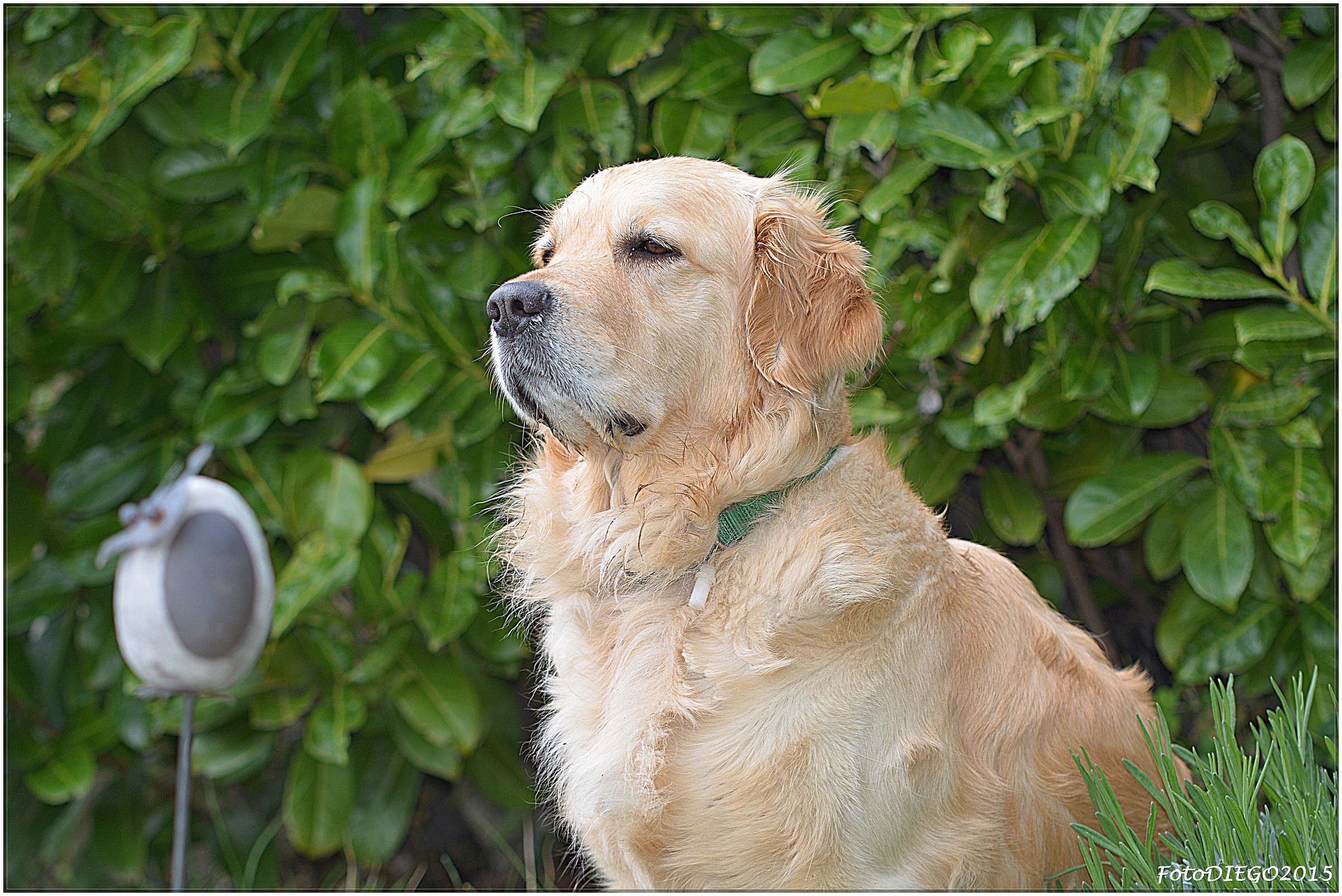 Attenta osservatrice