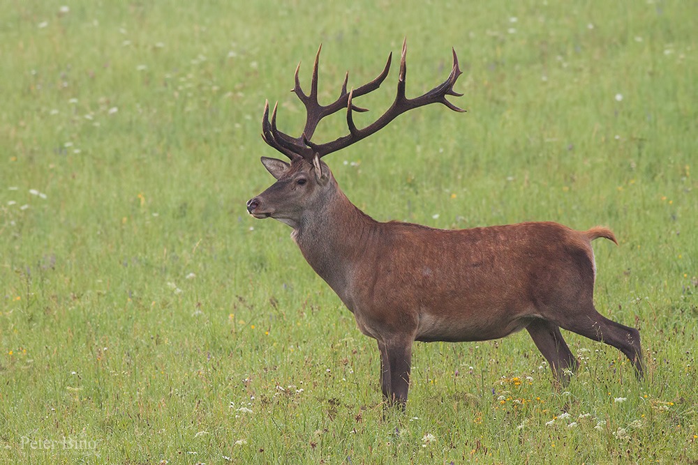 King of the mountains