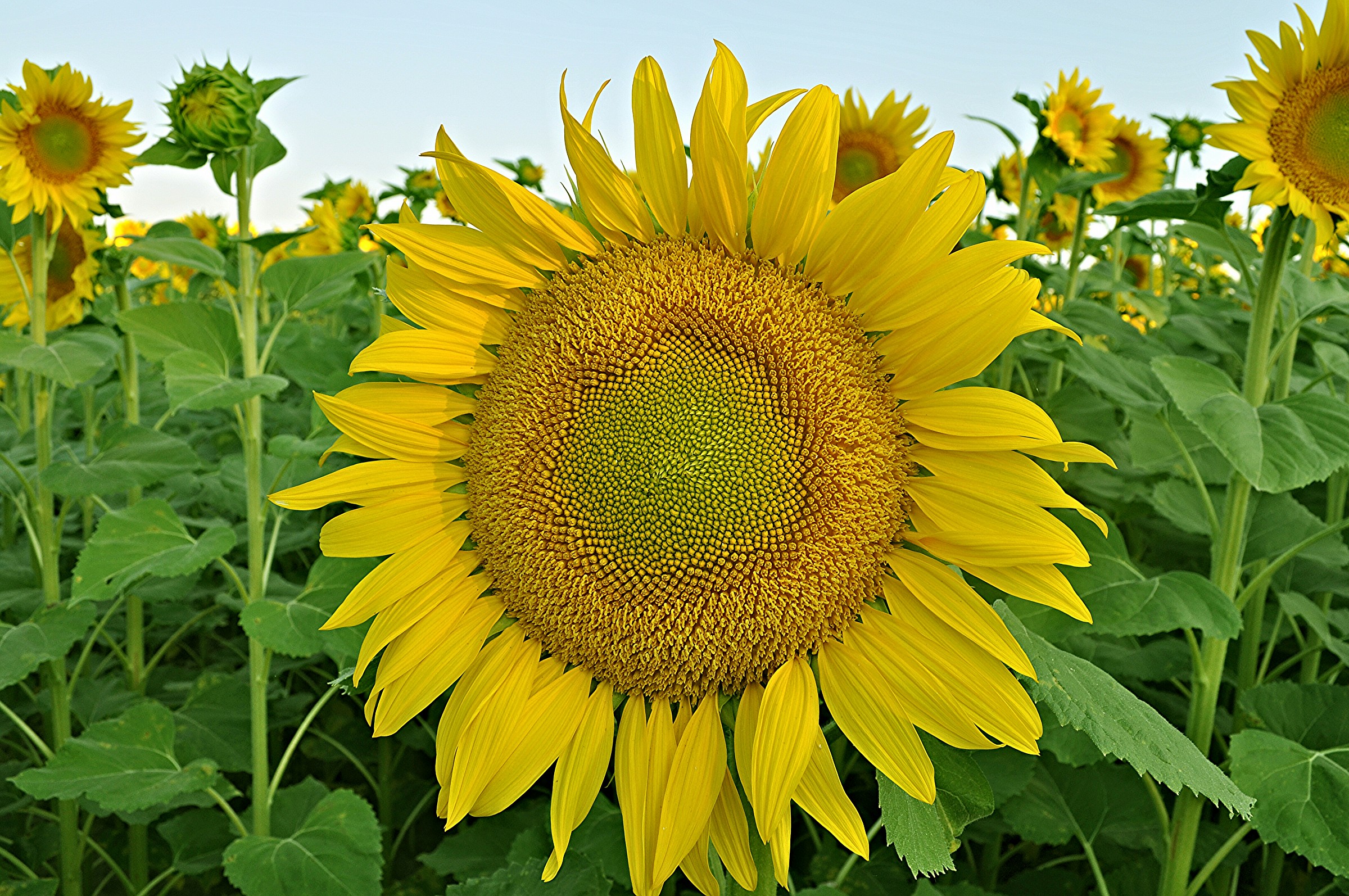 Girasole