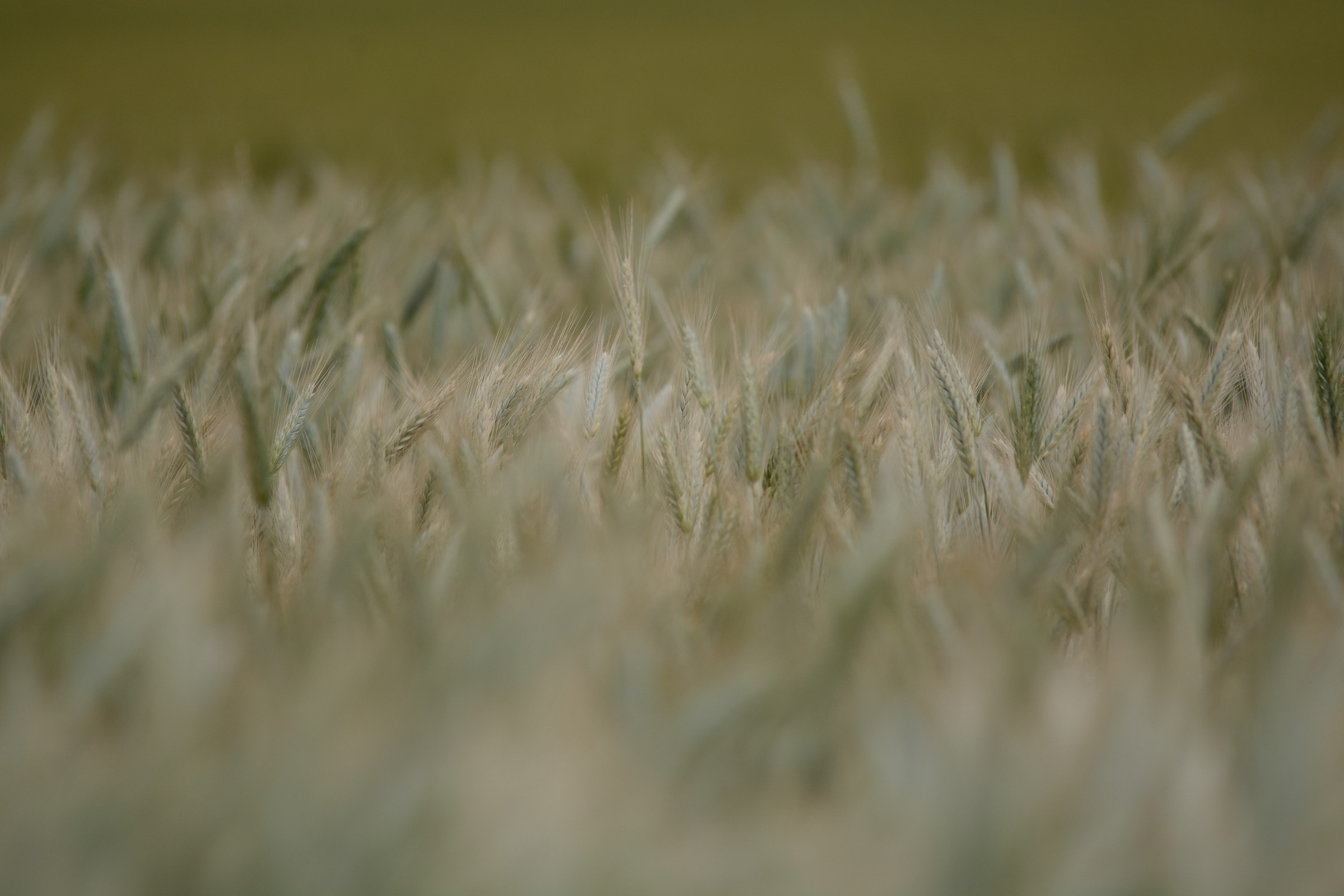 Wheat in the distance