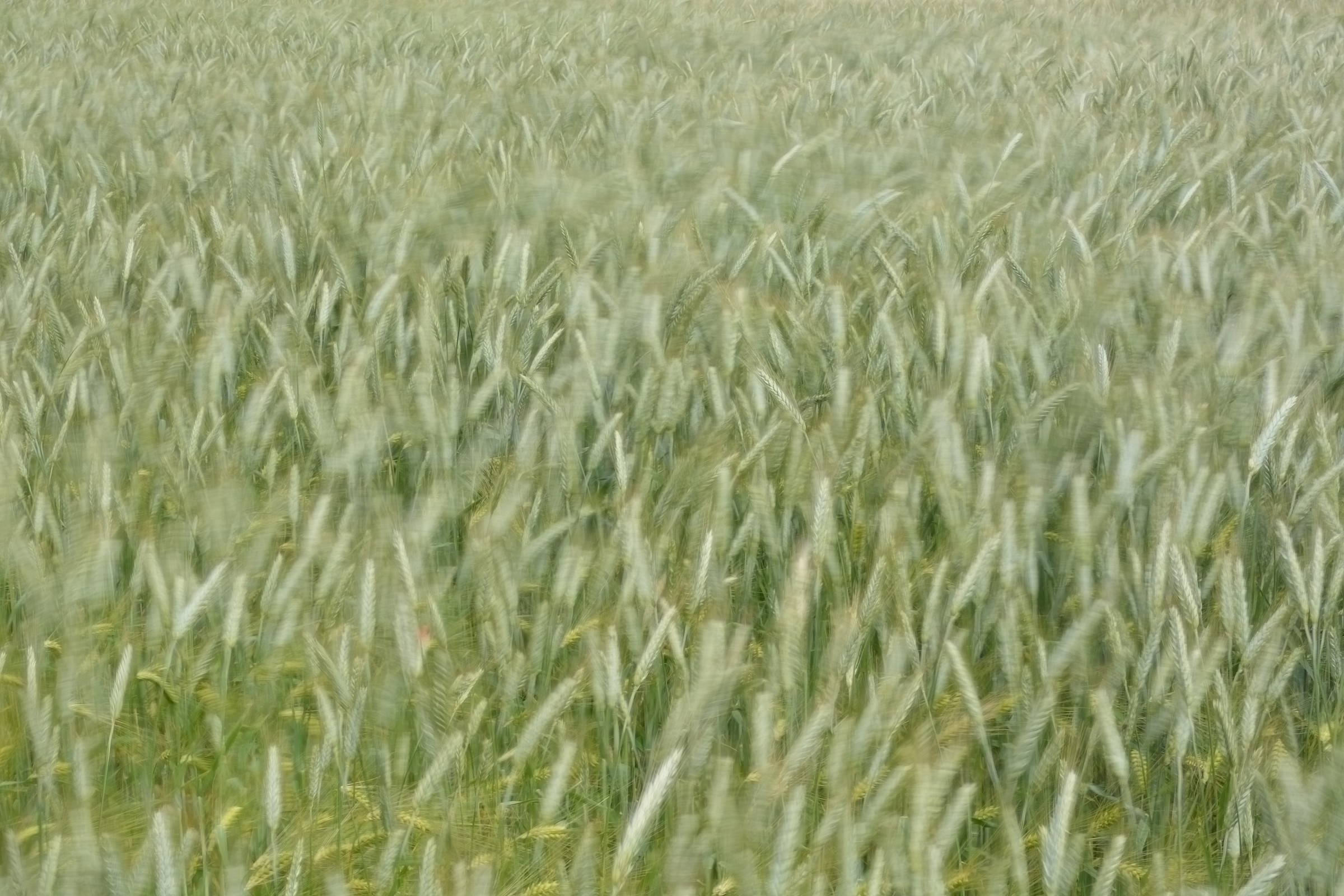 Wheat disheveled