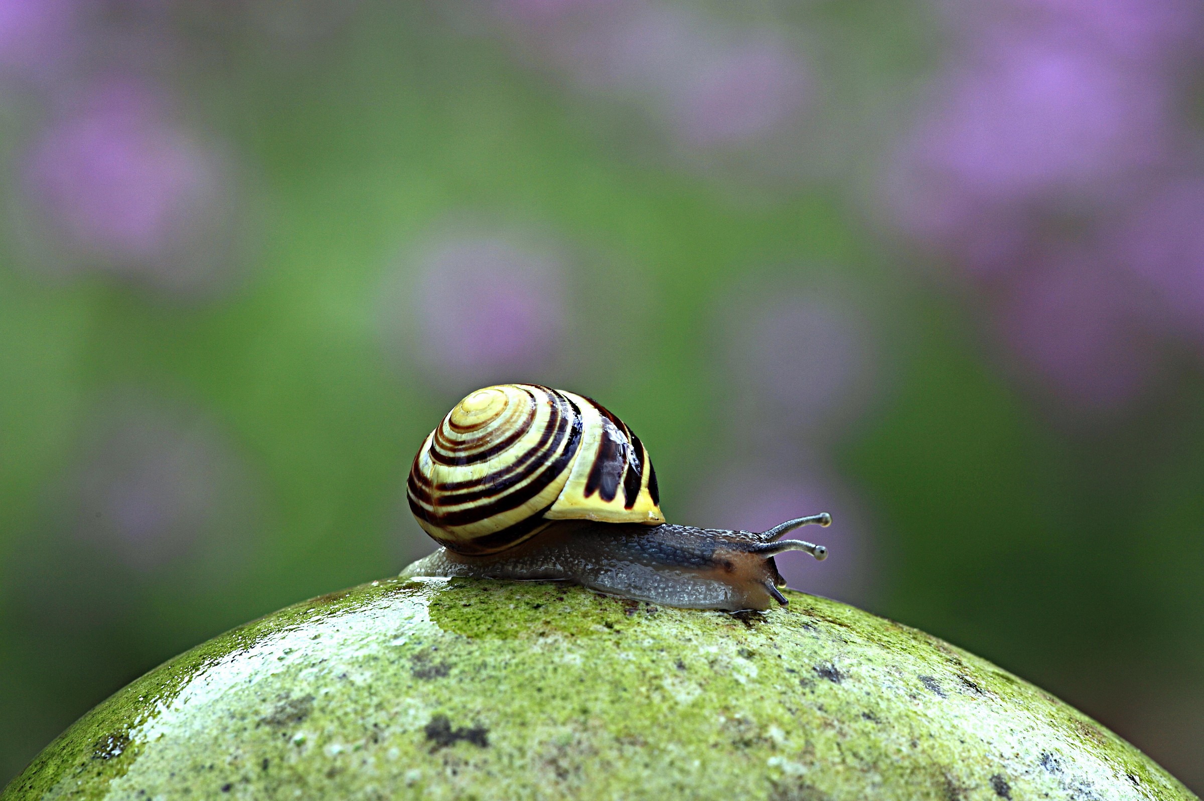 Cepaca horlensis  ( walking on the moon)