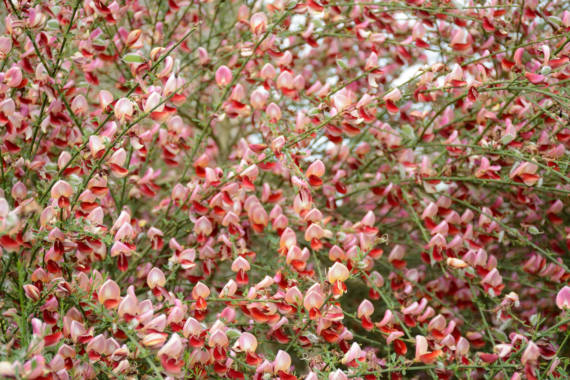 Broom in flower