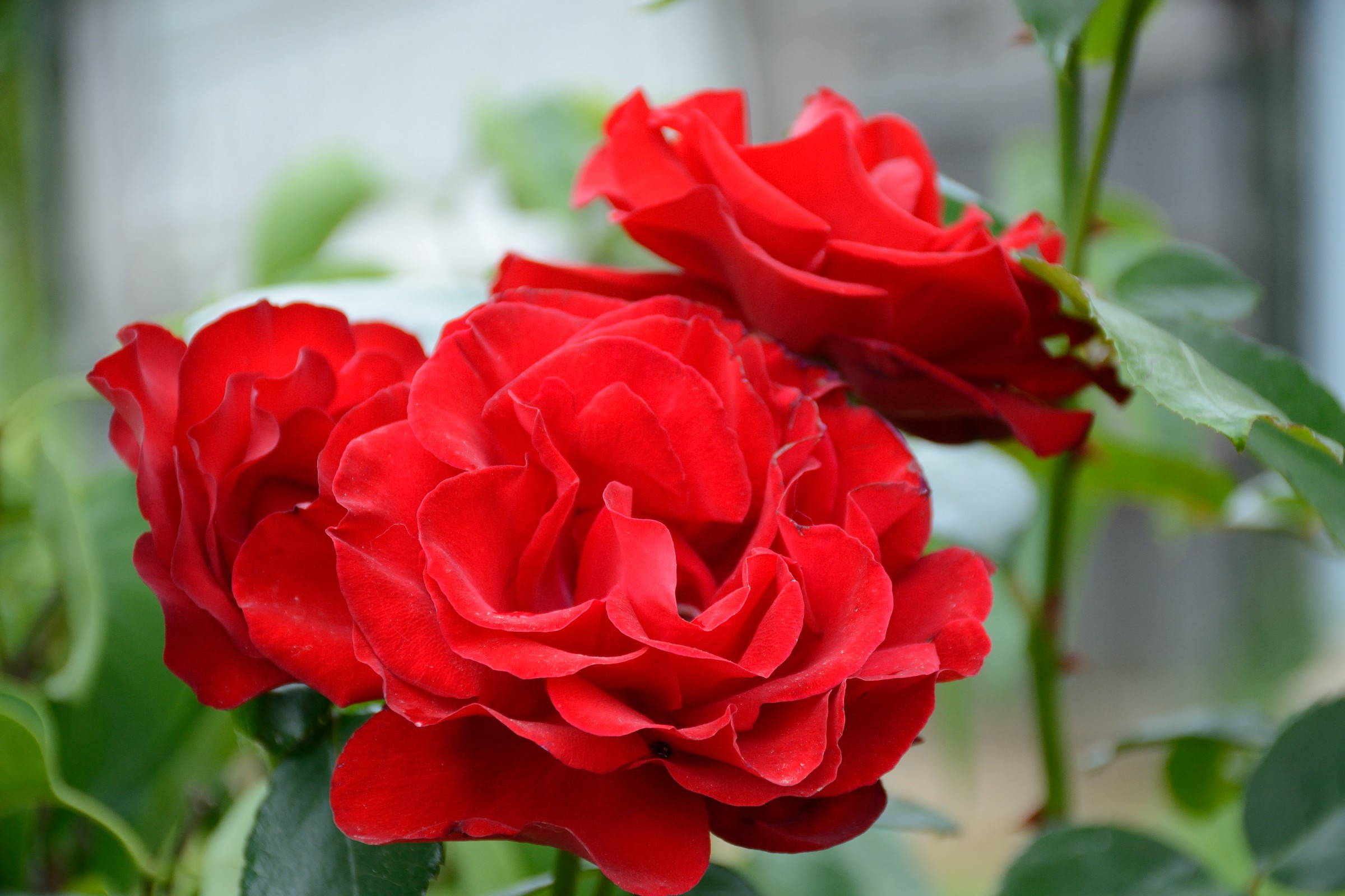 Red rose for you ..