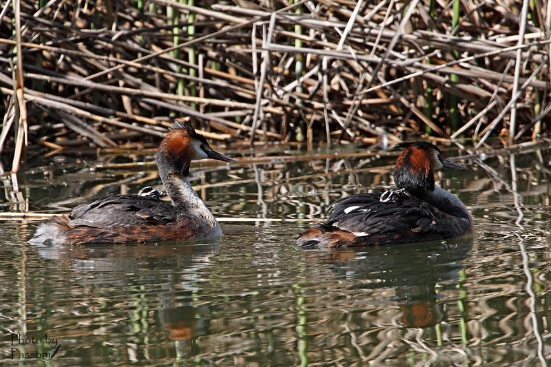 Walking with Mom and Dad!